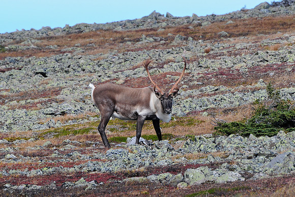 Woodland caribou, Mont Dos de Baleine, Parc de la Gaspésie
