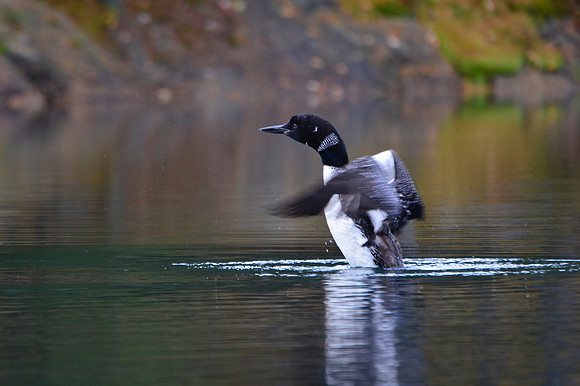 Common loon