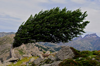 Wind-sculpted tree above Bocca San Pedru