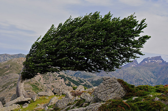 Wind-sculpted tree above Bocca San Pedru