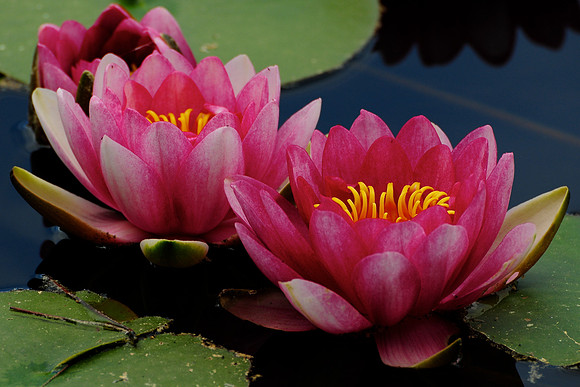 Lotus flowers on Lavu di Crenu