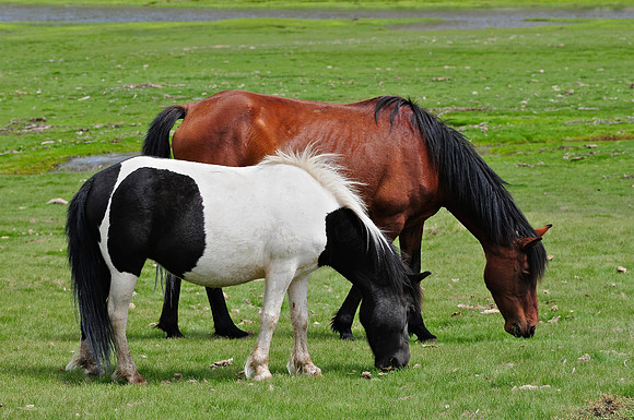 Wild horses, Lac de Nino